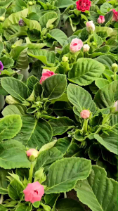 Tanaman Hias Bunga Gloxinia Double