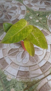 4 leaves Variegated Philodendron Painted Lady with vibrant yellow-and-green leaves and bright pink stems in a black polybag.