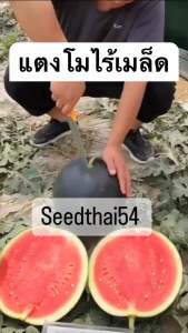 เมล็ดพันธุ์ แตงโมดำไร้เมล็ด25-30เมล็ด Black Sugar F1**** สำหรับวิธีปลูกสินค้า