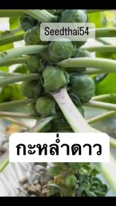 เมล็ดพันธุ์กะหล่ำดาว