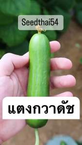 เมล็ดแตงกวาดัช เมล็ดแท้ ซองแท้ นําเข้า ของแท้บรรจุ30 เมล็ด