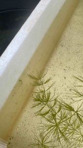 อาหารอนุบาลลูกปลากัด โมเลกุลเล็ก โปรตีนสูง ลูกปลาโตไว (ขนาด 5 g.)