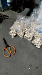 umpan pancing bawal 40biji+bonus cimol permentasi