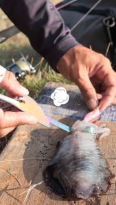 ที่แทงอิเคะจิเมะหมึก และ เป็นที่ลับชบา ดัดชบา ในชิ้นเดียวกัน