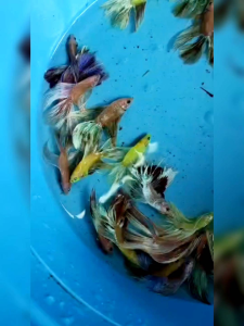 ikan laga betta live fish double tail.halfmoon (dthm)colour campur campur mantap cantik(random)jantan/female beli 3 free 1