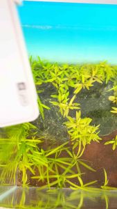 Lọc Nước Hồ Cá Đa Năng YEE 1245 (TẶNG KÈM BÔNG LỌC MỊN) lọc chạy siêu êm-không nghe tiếng ồn tạo sóng cho hồ-phù hợp hồ nhỏ