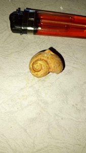 batu tarikan alam (kul Buntet k3w!bawaan dan k3tatagan)