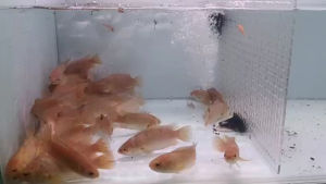 PUYU GOLD EMAS SPECIAL