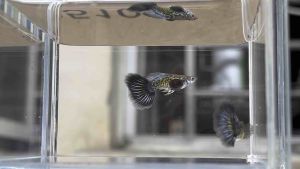Purple Dragon Dumbo Big Ear Halfmoon Guppy(1 pair)紫龙大耳半月孔雀鱼(1对)