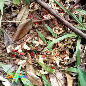 [TERLARIS] BIJI BENIH TANAMAN SAGA MERAH (Bahan Kolase)