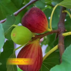 [Virladia Seeds] Biji Benih tanaman Buah Ara | Tin Ungu