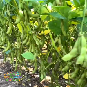 400 BUTIR BIJI/BENIH TANAMAN KACANG KEDELAI ANJASMORO