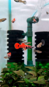 (Pair Available) Magenta Red Tiger Guppy (Thailand) Pure Strain guppy Premium Grade