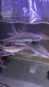 NEO HETER BLUE 4/5 INCH MAHSEER RARE
