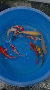 JAPAN KOI IMPORT 25-35cm from MARUSEI  HOSHIKIN  SHINODA  OMOSAKO  YAMAJYU  MARUHIRO & MARUDO KOI FARM  10pcs COMBO at RM5888 + shipping RM100 ( 2 boxes )