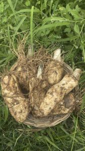 หัวพันธุ์อีรอกหางวัว อีรอกต้นใหญ่ ชุด1กก