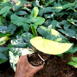 TANAMAN HIAS SYNGONIUM VARIGATA KUNING / SINGONIUM YELLOW