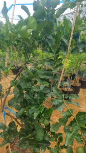 cây chúc giống.  chanh chúc loại cao từ 20cm