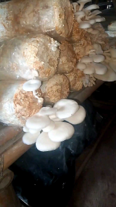 Bibit Jamur Tiram Putih F2 Media Serbuk Kayu Dan Campuran Tepung Jagung