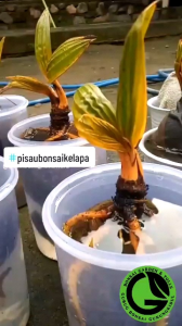 termurah pisau bonsai kelapa pisau okulasi pahat ukir pisau ic 13 pcs