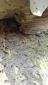 (120g Set) EXcoQ DIY Termite Bait System with FREE Syringe - Malaysia Ready Stock