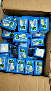 MUSTIKA DEWA BENTANG DUA