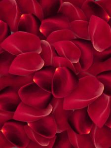 Áo thun nữ cổ bẻ size 40-58kg