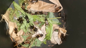 Jangkrik Aduan / Jangkrik Hidup / Jangkrik Kalung / Jangkrik Sawah / Jangkrik Genggong / Jangkrik Besar / Jangkrik hitam / Kandang Jangkrik kaca / Kandang jangkrik