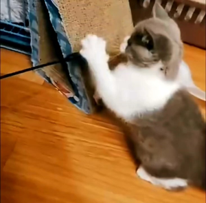 mainan kucing cat toy tongkat bulu linceng