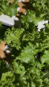 ชุดปลูกผักไฮโดรโปรนิกส์ เซท B