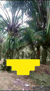 Pupuk Paten Gold Sawit