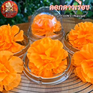 🌼 ดอกดาวเรือง ไหว้พระพิฆเนศ ดอกไม้บูชาเทพ สำหรับพิธี คเณศจตุรถี