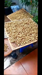 KACANG TANAH MENTAH 1KG (Hasil Bumi Priangan Timur)