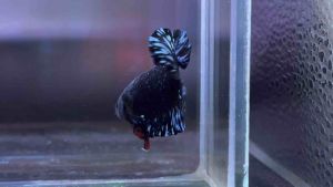 [ผู้VIP ละออง ]01013ปลากัด แบล็คสตาร์ ⭐️ปลากัดละอองดาว ตัวตามรูป ปลากัดสวยงาม รับประกันจัดส่ง