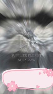 [PER PACK ISI 50 BIJI] BOBO BALON BENING PVC TRANSPARAN 20 INCH 24 INCH 36 INCH