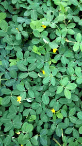 Landep: Ukuran & Bentuk, Bahan Berkualitas, & Aksesoris Pakaian