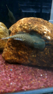 Borneo Sucker/Butterfly Loach/Ornamental fish/Freshwater/Readystock