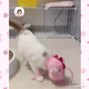 [READY STOCK] Cat Self-Playing Pet Hat Cat Teaser Pet Headwear Cat Hat | Topi Penggoda Kucing | 猫咪自嗨趣味逗猫棒帽子