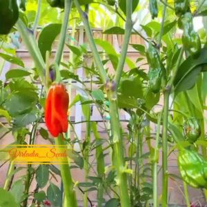 [Virladia Seeds] 8 Biji Benih tanaman Cabe Jepang Shishito