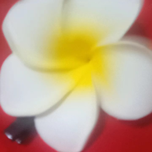 Jepit Bunga Kamboja: Aksesoris Dekorasi Rumah Tahan Lama