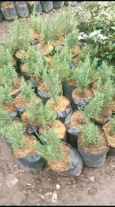 Bibit Tanaman Rosemari Pengusir Ular | Rosemari