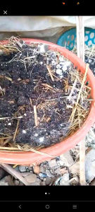 COD MURAH BIBIT JAMUR MERANG PUTIH SUPER ISI 8 Benih Jamur Untuk Beli Produk Bibit Jamur Berkualitas - Lazada