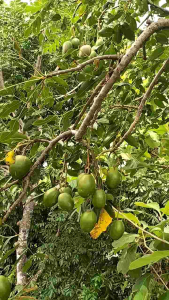 1 KG BUAH KEDONDONG BUAH SEGAR