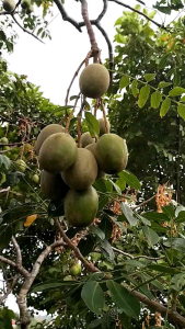 1 KG KEDONDONG BUAH SEGAR