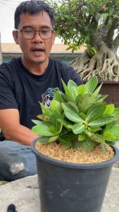 ชวนชมอรา ก๊อตจิผสมโบว์แดง กระถาง6นิ้วถอนส่ง