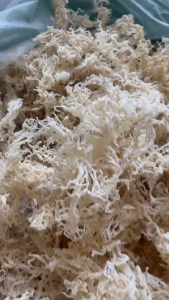 Rong sụn gai  khô giàu dinh dưỡng 500gr
