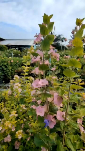 เรดาร์ม่วง หรือหมวกจีนม่วง กระถาง 11 นิ้ว ต้นสวยและแข็งแรง (กทม)