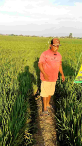 PROBIOTIK 3in1 Pupuk Organik Cair kemasan 1L 100%Alami