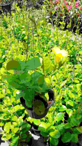 ต้นจันทร์กะจ่างฟ้า 6 นิ้ว กระถางไม้เลื้อย ไม้มงคล ประดับหน้าบ้าน