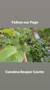 Cabe Rawit / Siling Talbusan Pepper Seeds - 25 seeds pack